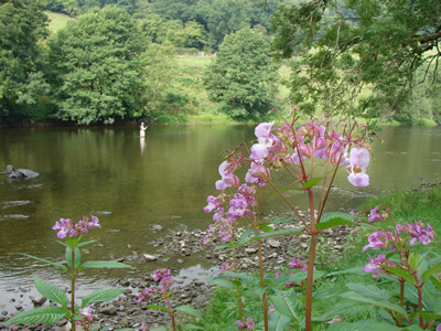 Nyth, River Wye, Himalyan Balsam